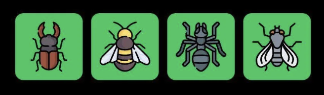 FLIES Daily Combo 1 January 2026